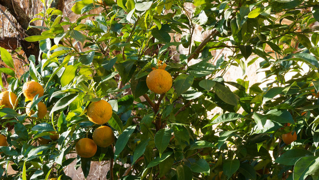 Bigaradier ou oranger amer (Citrus aurantium) aux rameaux garnis d'oranges teintées de vert et jaune en cours de maturation, au gout amer, à peau rugueuse, au feuillage vert foncé et odorant