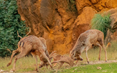 fallow deer in a forest of Cantabria, Spain