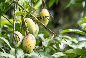 Obraz premium Mangas na árvore