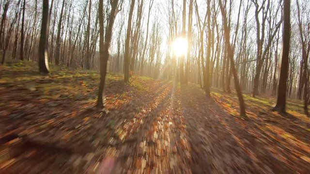 FPV drone flight quickly and maneuverable through an autumn forest at sunset