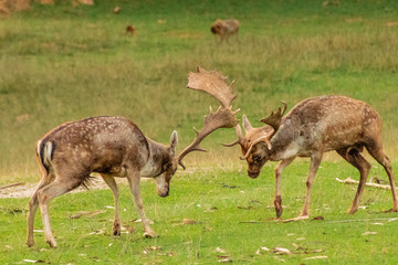 fallow deer in a forest of Cantabria, Spain