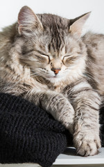 Adorable long haired cat of siberian breed in relax outdoor, purebred hypoallergenic animal