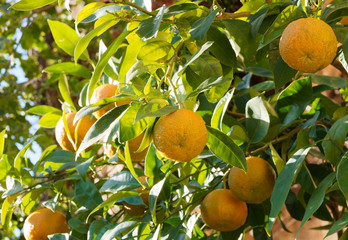 (Citrus aurantium) Bigaradier ou oranger amer aux rameaux garnis d'oranges teintées de vert et...