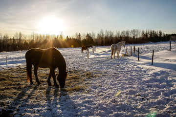 Chevaux canadien dans une prairie enneigée au Québec en train de manger du foin