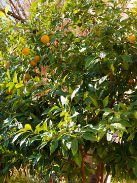 (Citrus aurantium) Bigaradier ou oranger amer aux rameaux garnis d'oranges teintées de vert et jaune en cours de maturation, au gout amer, à peau rugueuse, au feuillage vert foncé et odorant