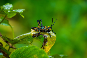 Grasshopper