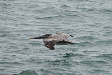 pelican flying over water