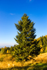 Fototapeta premium Pine tree in autumn