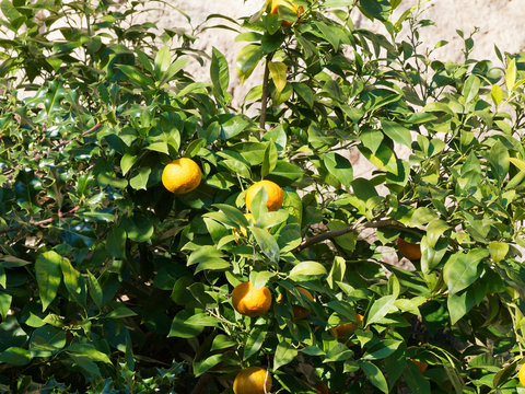 (Citrus aurantium) Bigaradier ou oranger amer aux rameaux garnis d'oranges teintées de vert et jaune en cours de maturation, au gout amer, à peau rugueuse, au feuillage vert foncé et odorant