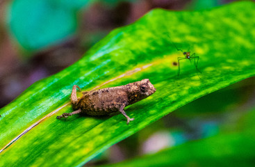  camaleón y  mosquito