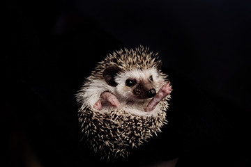 Cute African  pygmy hedgehog lying on its back. Funny hedgehog on black background. © meteoritka