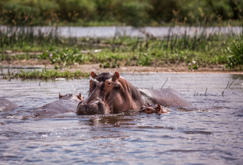 mother and baby hippos sitting in the water on the river Nile