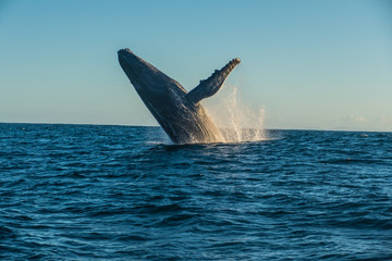 Fototapeta premium Jumping humpback in Madagascar
