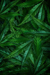 Natural dark green background from hemp leaves, marijuana. Vertical flat lay