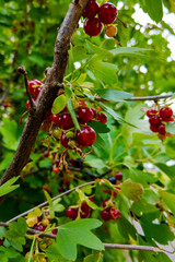 Red currant ripe fruit on plant branch.