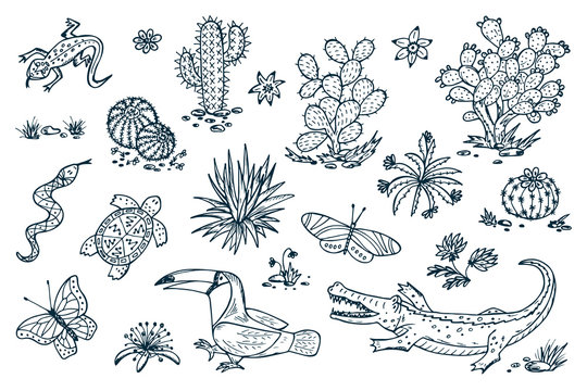 Mexico Vector set. Mexican flora and fauna. Nature of Mexico - Plants and  animals. Hand drawn doodle Cactus, butterflies, reptiles, crocodile, toucan  bird Stock Vector | Adobe Stock