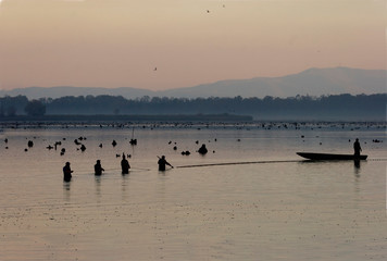 Naklejka premium Fish harvest in fishponds of Crna Mlaka 