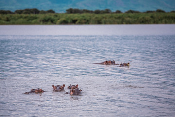 Landscape with a group of hippos on the river Nile