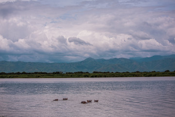 Obraz na płótnie Canvas Landscape with a group of hippos on the river Nile