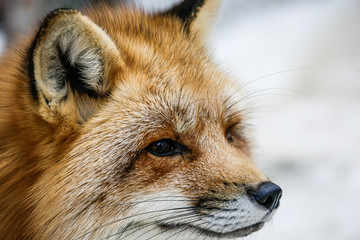 Fototapeta na wymiar Gros plan sur la tête d'un renard canadien à la fourrure rousse très fournie