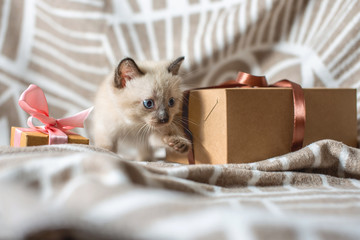 Fluffy cute kitten playing with gift on a soft blanket. Little cat looking at the box. Taking care...