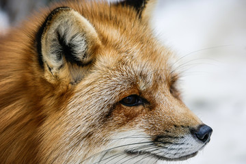 Fototapeta na wymiar Gros plan sur la tête d'un renard canadien à la fourrure rousse très fournie