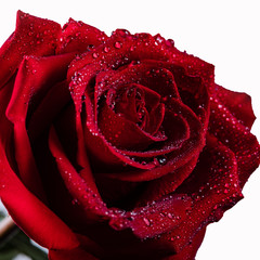 Fototapeta premium Gorgeous red rose with water droplets on the petals.