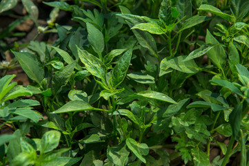 Fototapeta na wymiar Green organic chili pepper on young plant at farm field, Harvest concept.