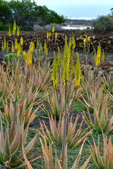 A patch of blooming aloe plants in Lanzarote, Spain.