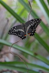 butterfly on leaf
