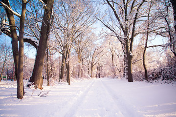 Winter landscape with snow covered road and bare trees