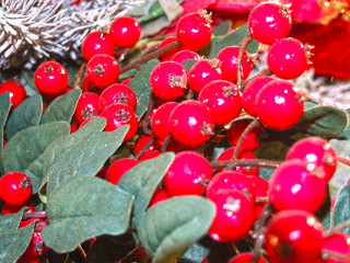 Christmas tree decoration: red and juicy Holly berries
