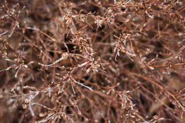 Nahaufnahme von trockenen Ästen im Winter