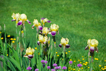 Close up of a yellow and purple bearded irises in a flower bed.. 