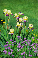 Close up of a yellow and purple bearded irises in a flower bed.. Vertical orientation