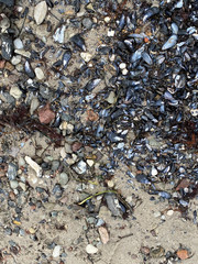 Nordseeküste Strand Meer und Bootssteg