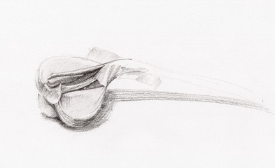 Sketch of Garlic