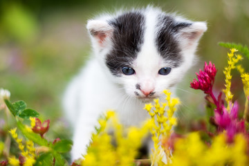 Malutki kotek wącha kwiaty. Zbliżenie