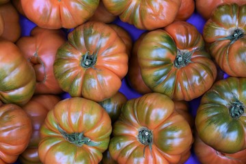 Big ripe tomatoes freshly harvested exposed for sale on a blue background