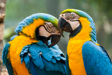 Two blue and yellow macaw (Ara ararauna), also known as the blue and gold macaw, Foz do Iguazu, Parque das Aves - obrazy, fototapety, plakaty