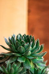 Succulent Echeveria