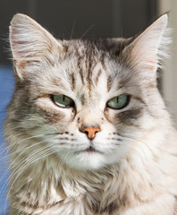 Adorable long haired cat of siberian breed in relax outdoor, purebred hypoallergenic animal