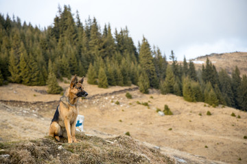 Dog Looking at Mounain Landscape. Hiking.