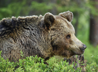 Adult Brown bear in the pine forest. Close up. Scientific name: Ursus arctos. Natural habitat.
