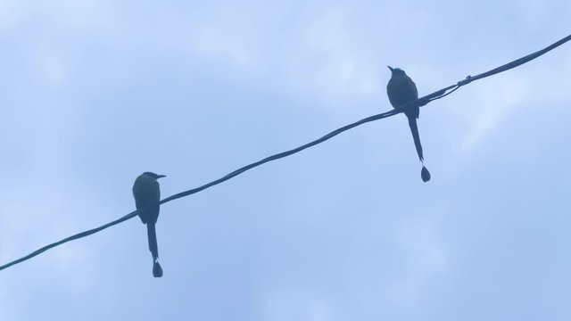 Two Motmot (Momotus aequatorialis), Bird that its Natural Habitat is the Subtropical Montane Forests, Its  Standing on an Electric Cable
