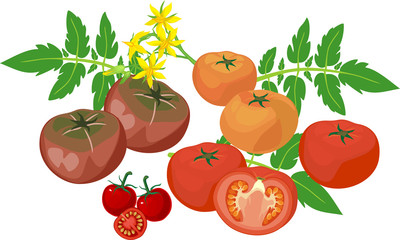Group of fresh tomatoes of different colors with green leaves and yellow flowers isolated on white background