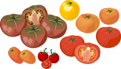 Group of fresh tomatoes of different colors isolated on white background