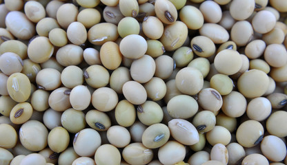 Soybean grain closeup