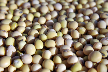 Soybean grain closeup