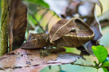 satanic leaf-tailed gecko (Uroplatus phantasticus) of Madagascar in Ranomafana National Park - obrazy, fototapety, plakaty